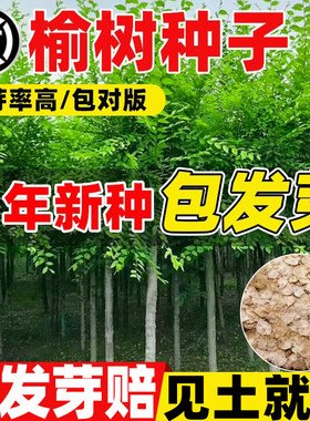 新采榆树种子墙籽耐寒绿化