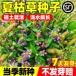 夏枯草种子夏古草夏菇草夏谷球夏谷草一年生麦穗花草花草种籽植物