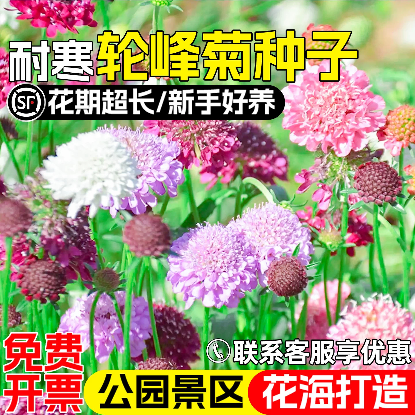 轮峰菊花种子耐寒花期长四季阳台盆栽庭院紫盆花可切花绿化种籽孑