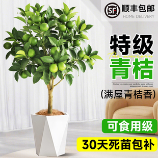 小青桔树苗海南青桔金桔盆栽带果香水柠檬室内外果树果苗四季好养