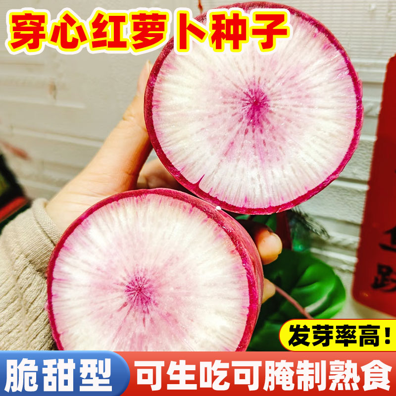 穿心红萝卜种子凤梨水果萝卜种籽四季播阳台盆栽易活樱桃萝卜大全