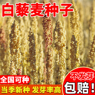 白藜麦种子五谷杂粮黑藜麦种子金谷籽三色奎藜种籽优质的藜麦种孑