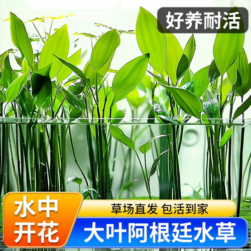 水草植物鱼缸造景阿根廷皇冠坨草