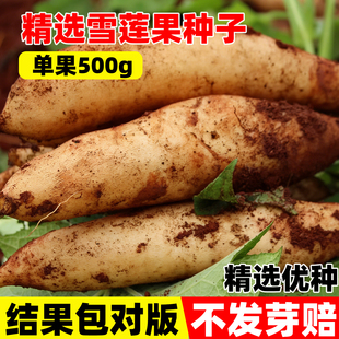 雪莲果种子种球带芽庭院阳台种植苗种高产云南农家雪连果种孑秧苗