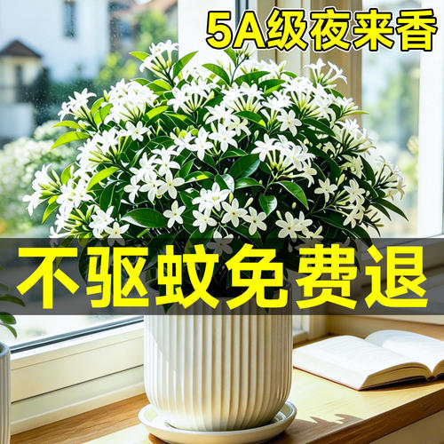 夜来香盆栽驱蚊绿植花树苗带花苞