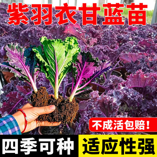 紫羽衣甘蓝苗可食用大苗秧苗盆栽