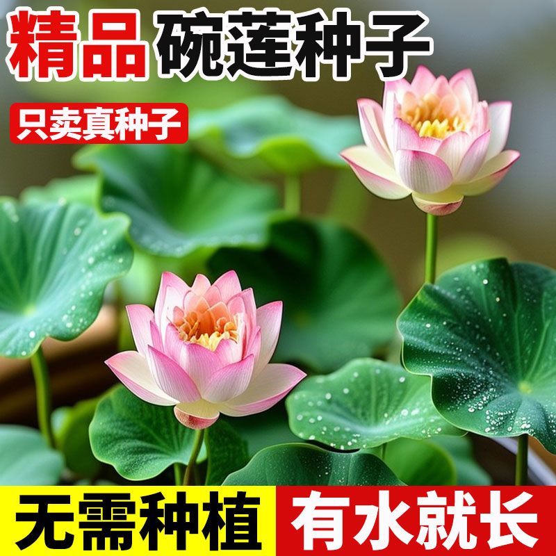 水培碗莲种籽子四季盆栽易活睡莲