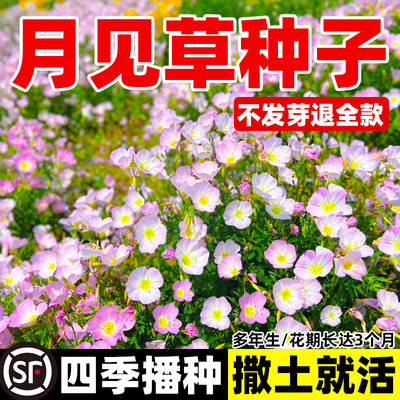 月见草种子四季播开花多年生种子