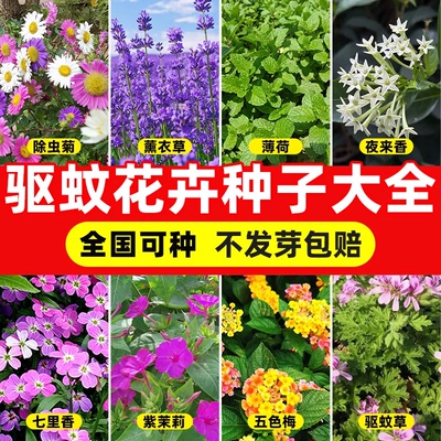 驱蚊草花种子大全四季种植易成活