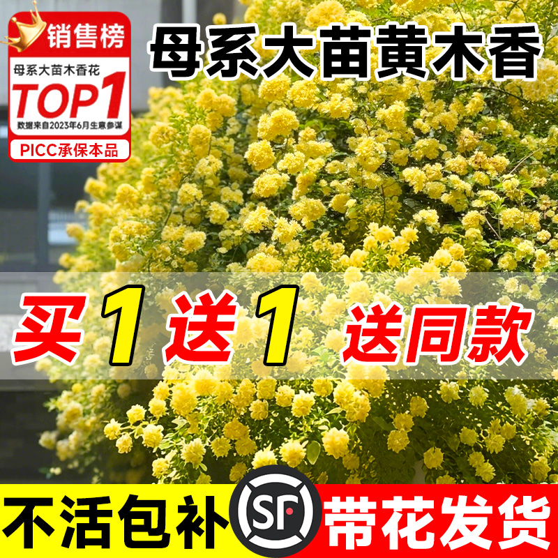 黄木香花苗爬藤植物老桩树苗重瓣