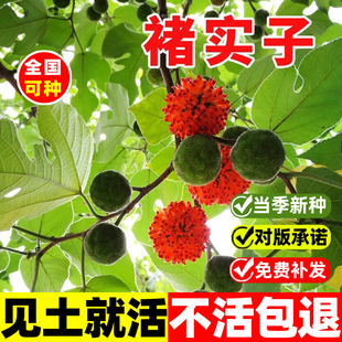 褚实子种子四季种植易活中药材构树种子庭院易活楮树构桃树构乳树