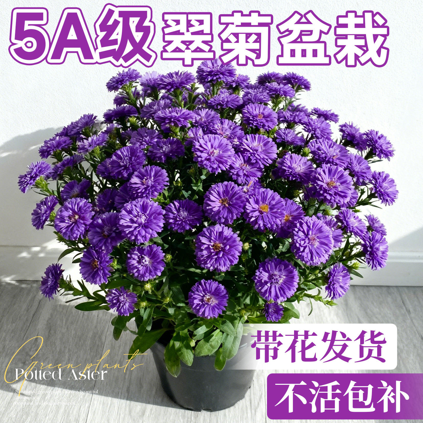 翠菊盆栽花苗带花室内阳台植物花卉紫菀菊花苗易活适合秋天种的花