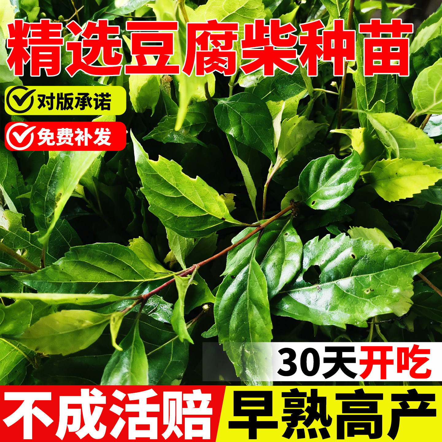 正宗豆腐柴苗观音柴树苗神仙斑鸠翡翠绿豆腐凉粉臭黄荆腐婢易存活