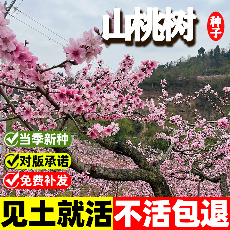 山桃种子桃树种籽新采野生山桃种子四季种易活阳台庭院观赏果树苗