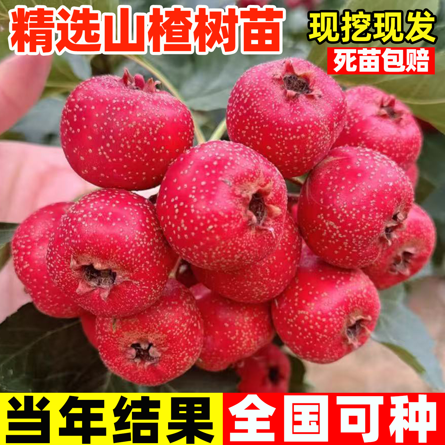 山楂树活苗甜红子山里红南方北方庭院种植果苗耐寒水果树当年结果