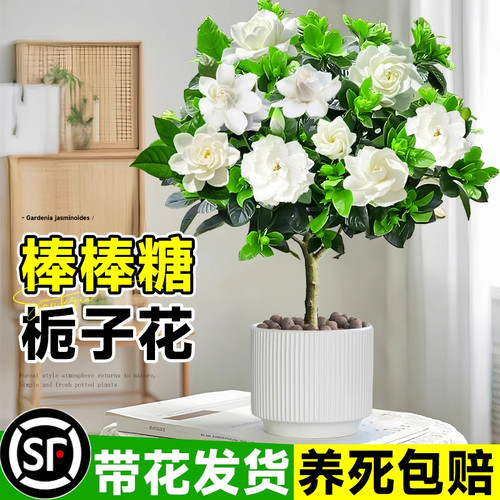 栀子花盆栽花卉植物室内