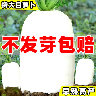 白萝卜种子萝卜种子籽九斤王特大白萝卜四季播种甜脆樱桃萝卜种孑
