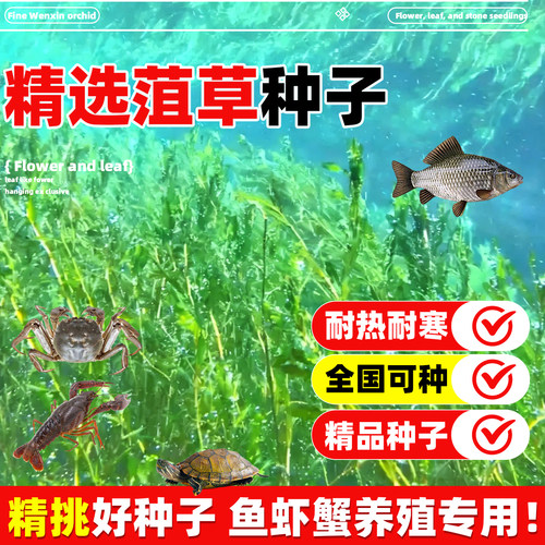 菹草种子麦黄草种籽虾藻石芽养殖