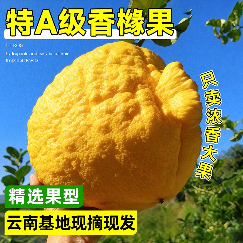 云南高山香橼果新鲜佛手柑天然香