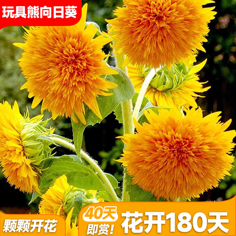 玩具熊向日葵种孑子阳台庭院盆栽葵花种籽重瓣观赏小型向日葵花种