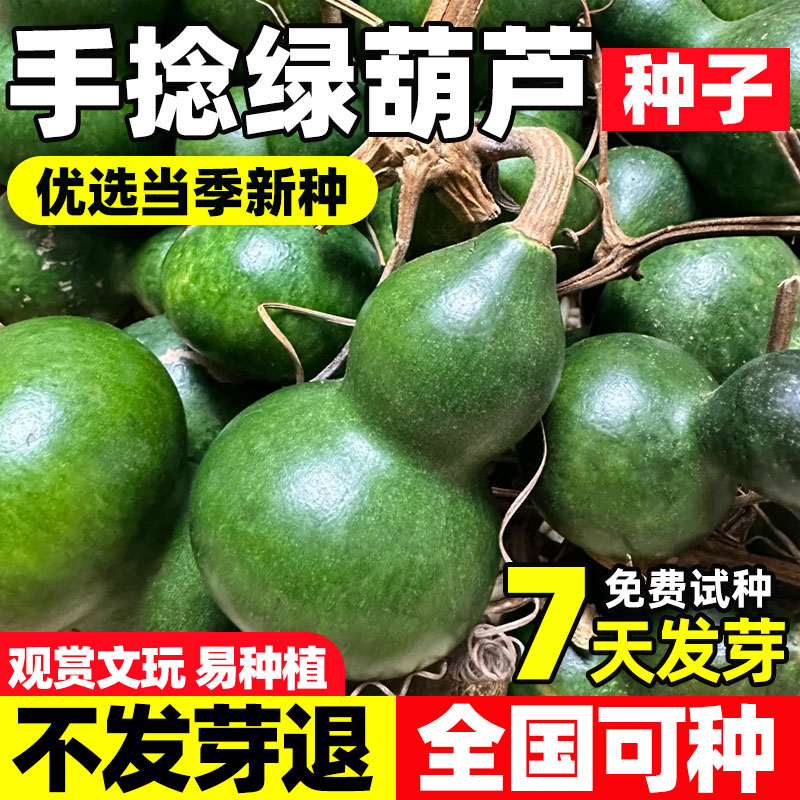 手捻文玩小葫芦籽种孑子苗