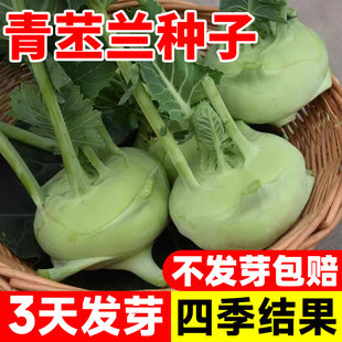 青苤兰种子紫苤蓝种籽高产球茎水果甘蓝种子四季盆栽耐寒蔬菜种子