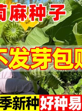 茼麻种子青茼四季种植