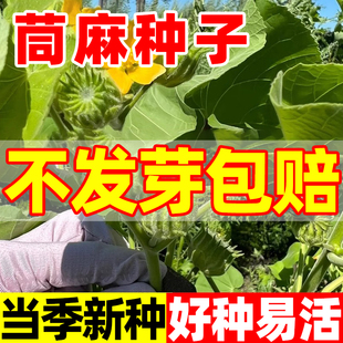 苘麻种子籽青麻种籽野苧麻线麻冬葵种孑小苧子做麻绳用冬葵种籽子