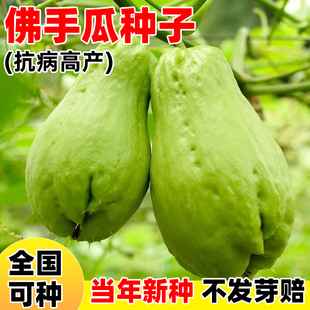 佛手瓜种子南北方四季播种蔬菜种籽子水果扶手瓜种子佛手瓜种籽孑