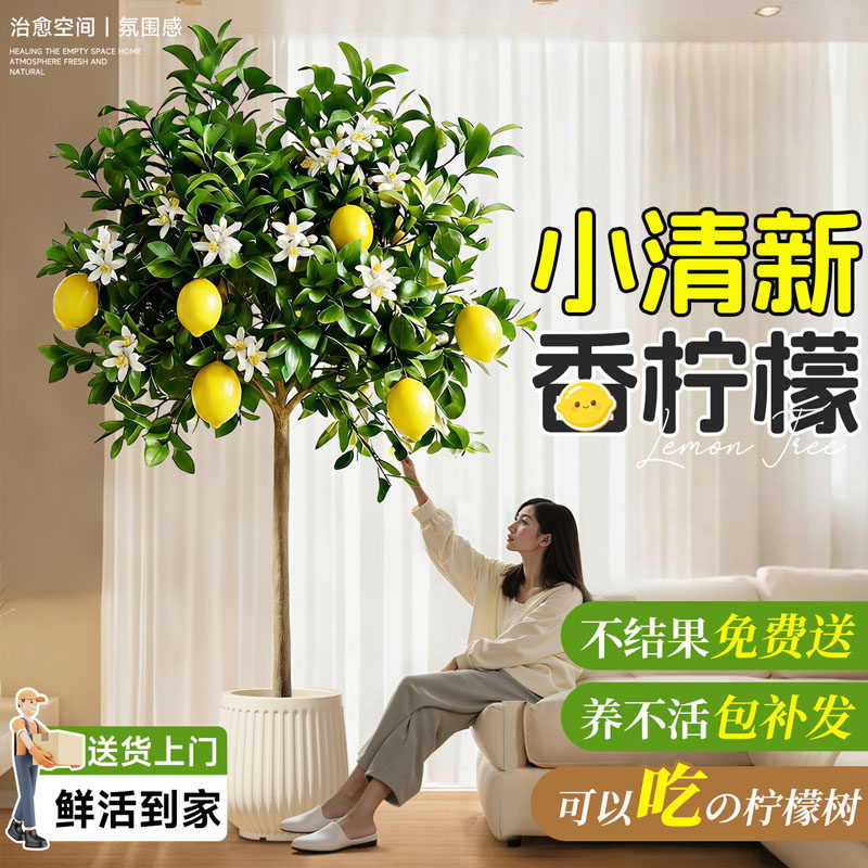 香水柠檬树苗盆栽带果老桩室内大型植物四季可食用客厅阳台好养活