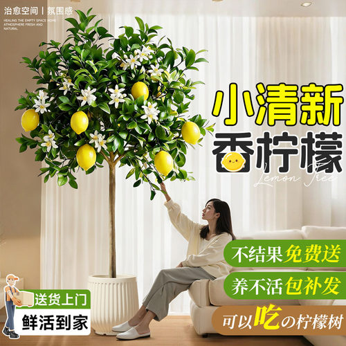 香水柠檬树盆栽带果四季可食用客