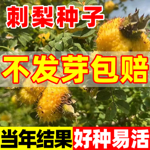 刺梨种子种籽野生当年结果刺梨树苗黄刺梅种子梨梅贵州刺梨种子籽