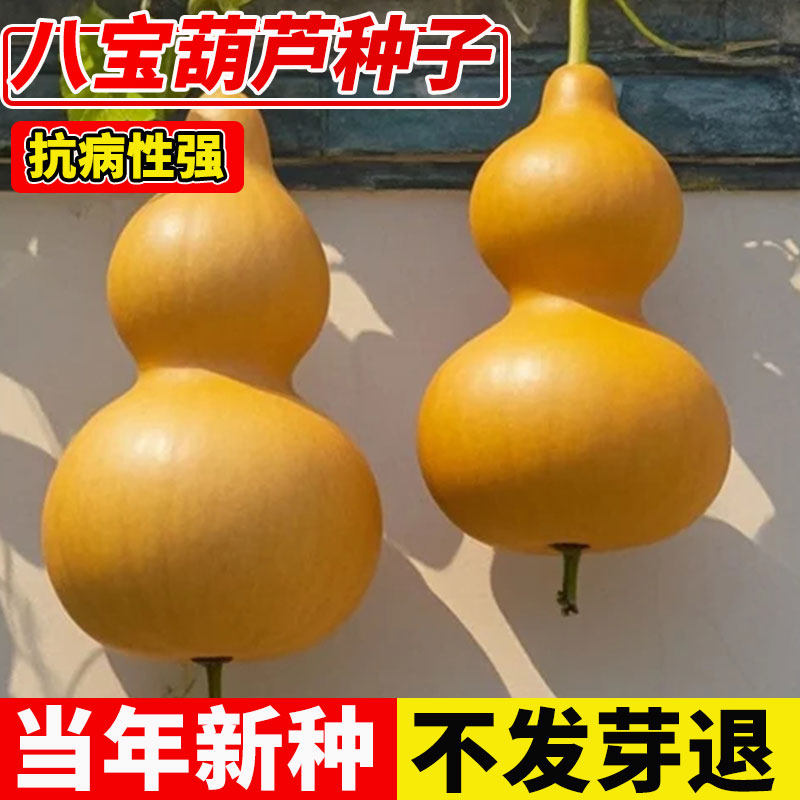 八宝葫芦种子文玩葫芦籽种四季易活阳台盆栽蔬菜种孑巨型葫芦种孑