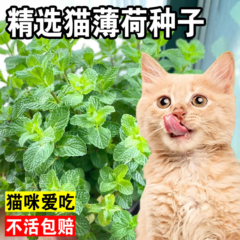 猫薄荷种子可食用薄荷种籽子四季种植香水留兰香猫草阳台易活盆栽 鲜花速递/花卉仿真/绿植园艺 家庭园艺种子 原图主图