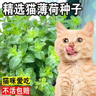 猫薄荷种子可食用薄荷种籽子四季 种植香水留兰香猫草阳台易活盆栽