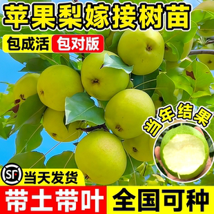 苹果梨树果苗南方北方种植四季果苗秋月梨嫁接苗特大盆栽地栽水果