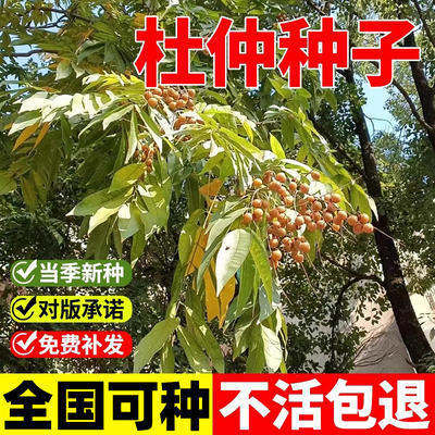 当年新采杜仲树籽中药材