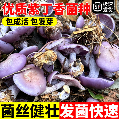 紫丁香菌种高产花脸菇菌包栽培种