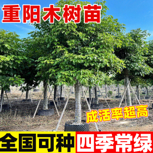 重阳木树苗秋枫苗庭院小区别墅公园常绿行道树观赏树工程绿化苗木