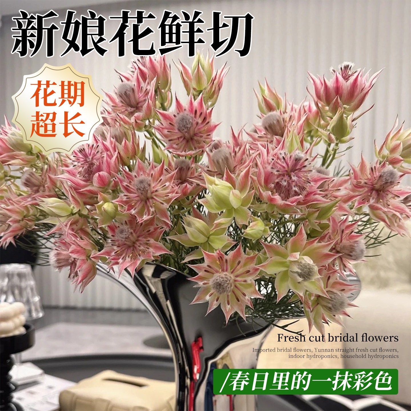 南非进口新娘花鲜花云南直发鲜切图片