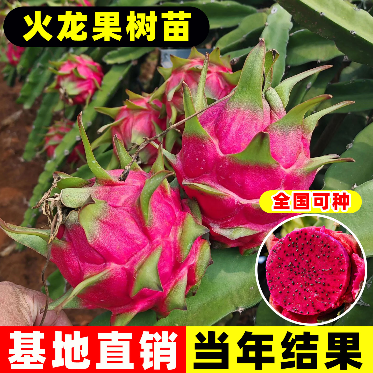 火龙果树果苗盆栽四季结果南北方
