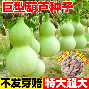 特大巨型葫芦种籽文玩葫芦籽农作物种子庭院阳台盆栽爬藤植物种苗