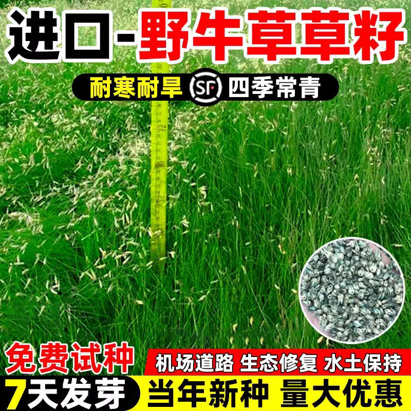 野牛草草籽四季常青多年生牧草