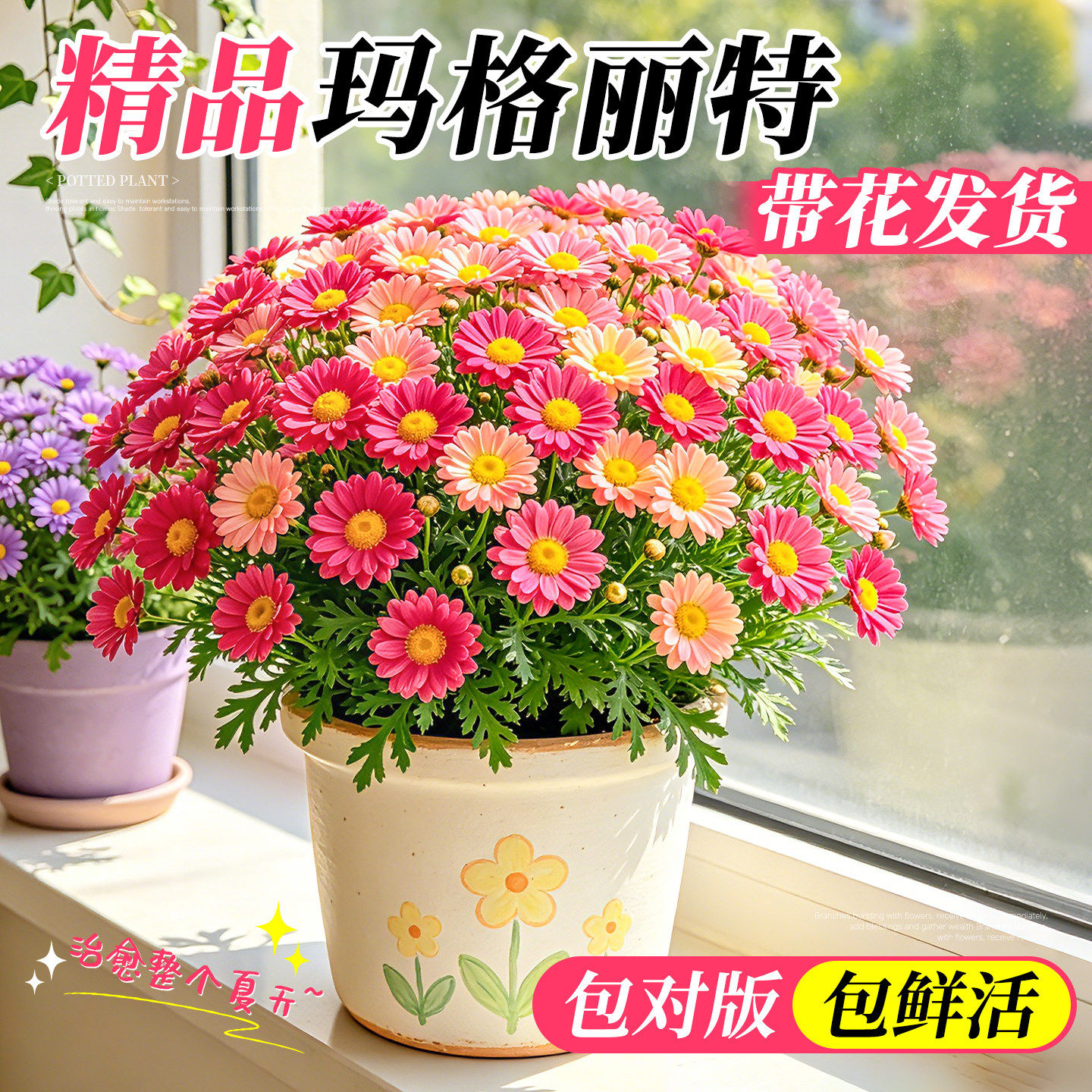 玛格丽特菊花盆栽带花苞好养开花爆盆糖果玛小雏菊室内外阳台花卉
