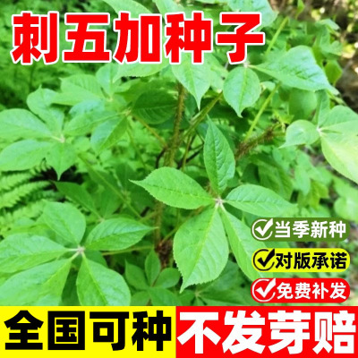 刺五加种子野生恩平簕菜苦刺心三