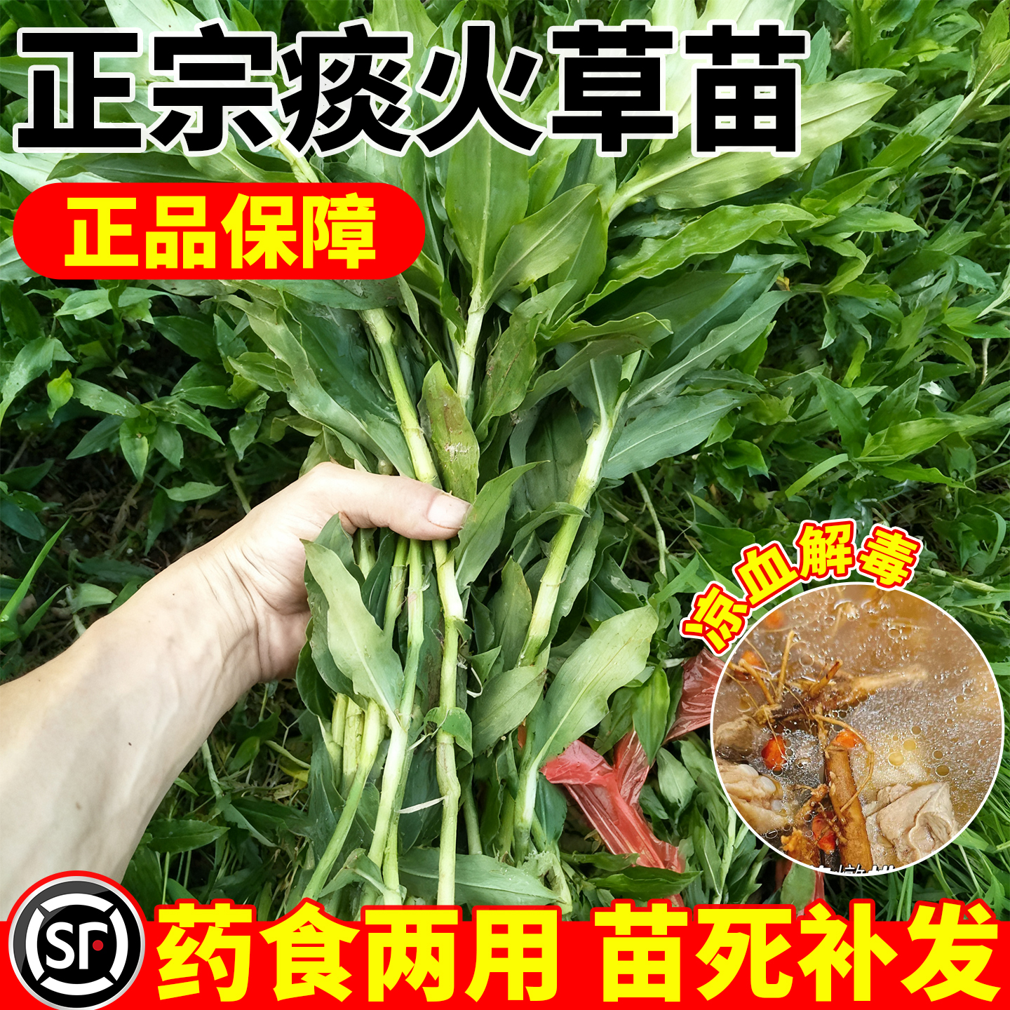 正宗痰火草苗大叶水竹叶鸡舌草带根苗断节草鸭拓草广东猫爪草癌草