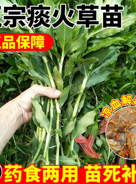 正宗痰火草苗大叶水竹叶鸡舌草带