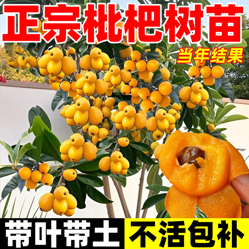 枇杷果苗无核砂糖树嫁接盆