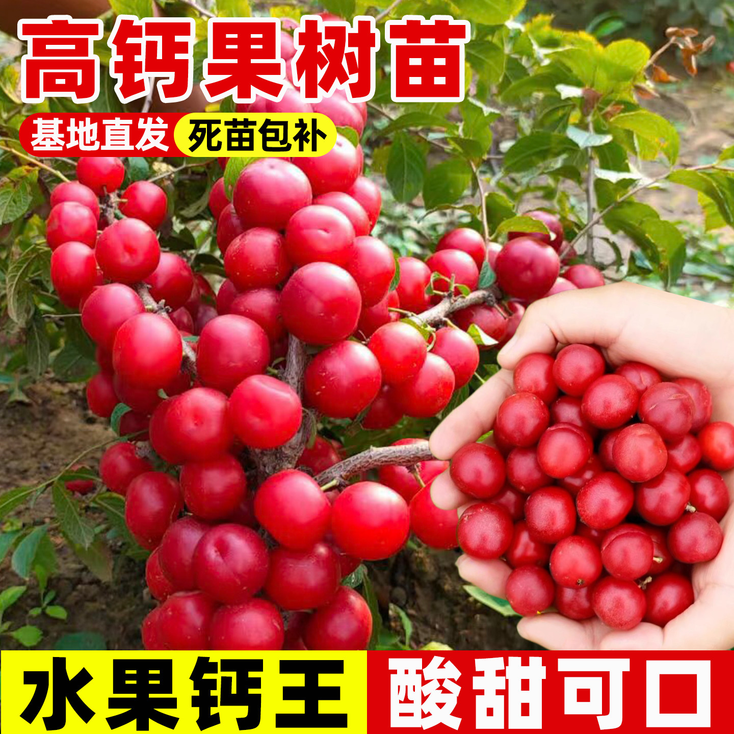 高钙欧李苗纯甜大果耐寒当年结果