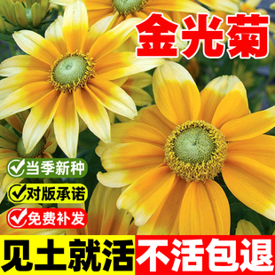 金光菊种子四季播种开花宿根黑烟苏珊花种冬天庭院室外盆栽种籽孑